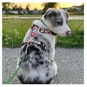 Max and Molly Watermelon Dog H-harness